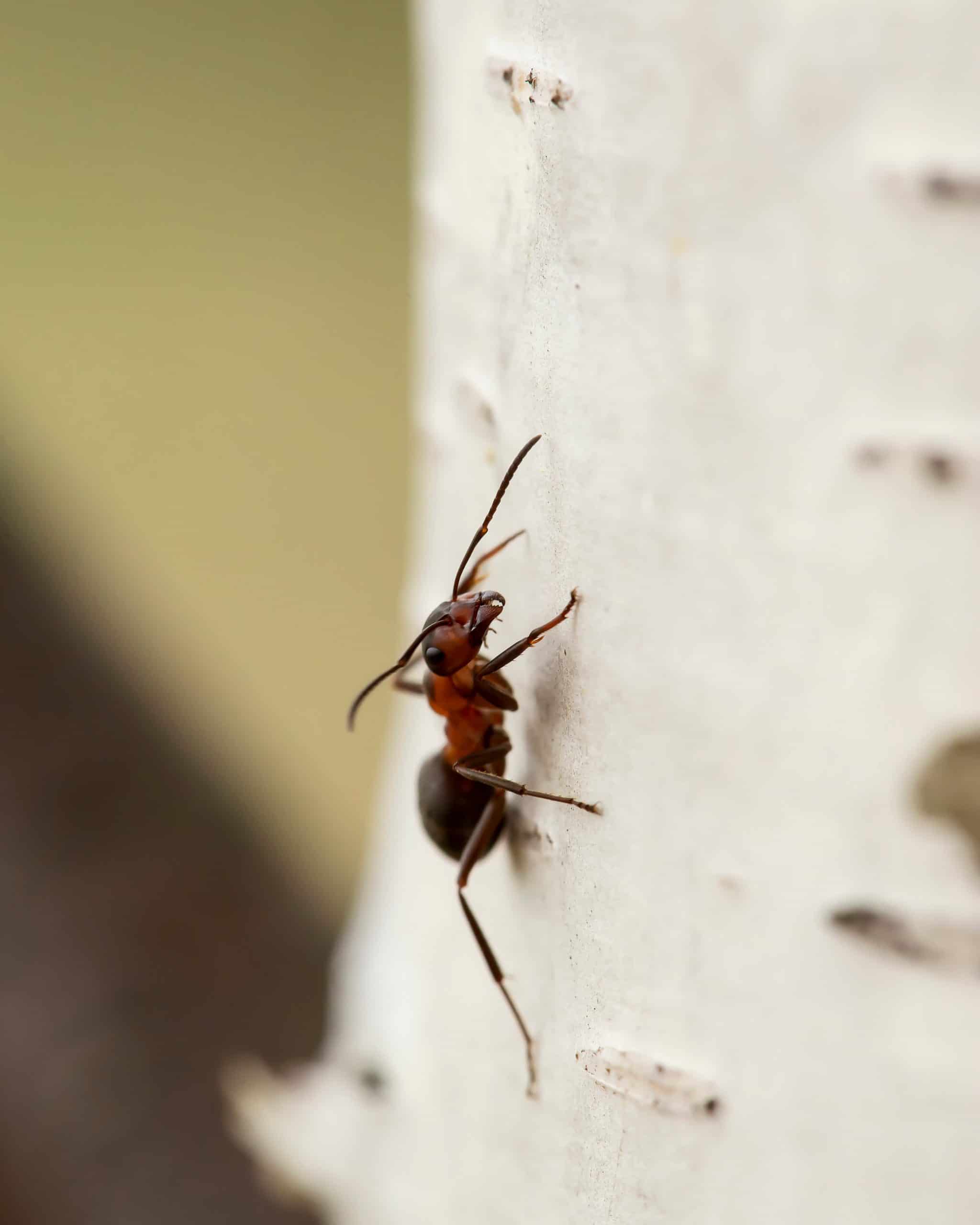 Désinsectisation des fourmis : le guide des prix