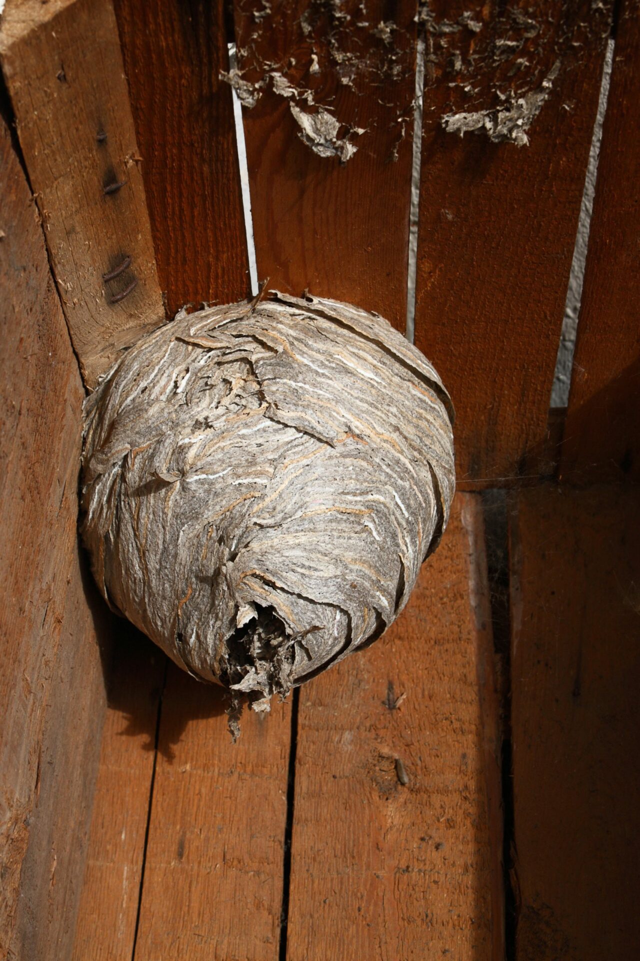 Hornet’s nest