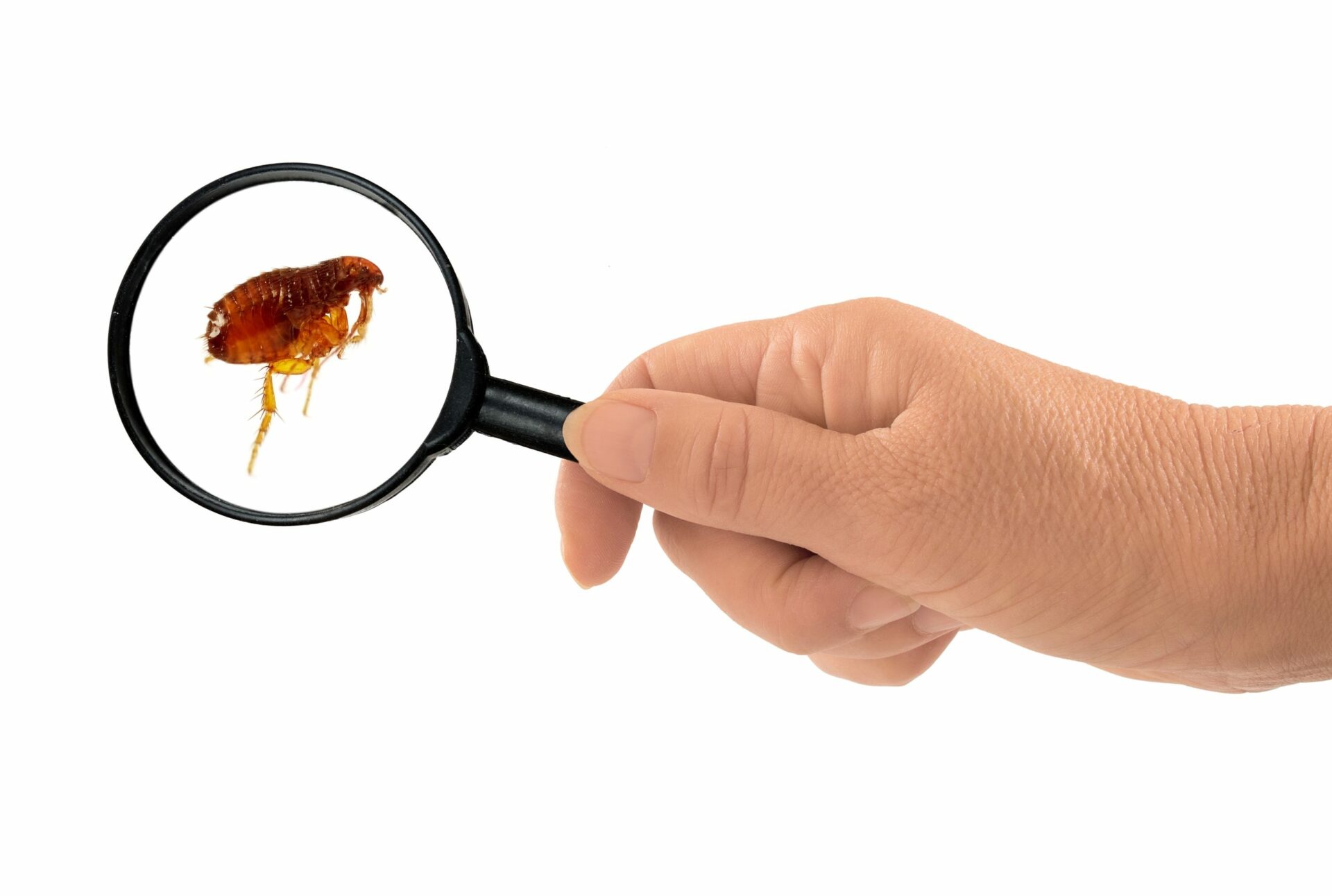 Désinsectisation : entreprise pour éradiquer les puces