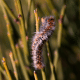 chenille processionnaire du pin