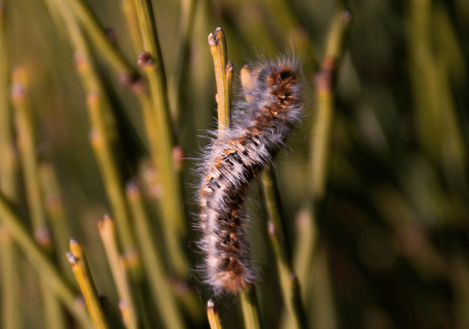 chenille processionnaire du pin