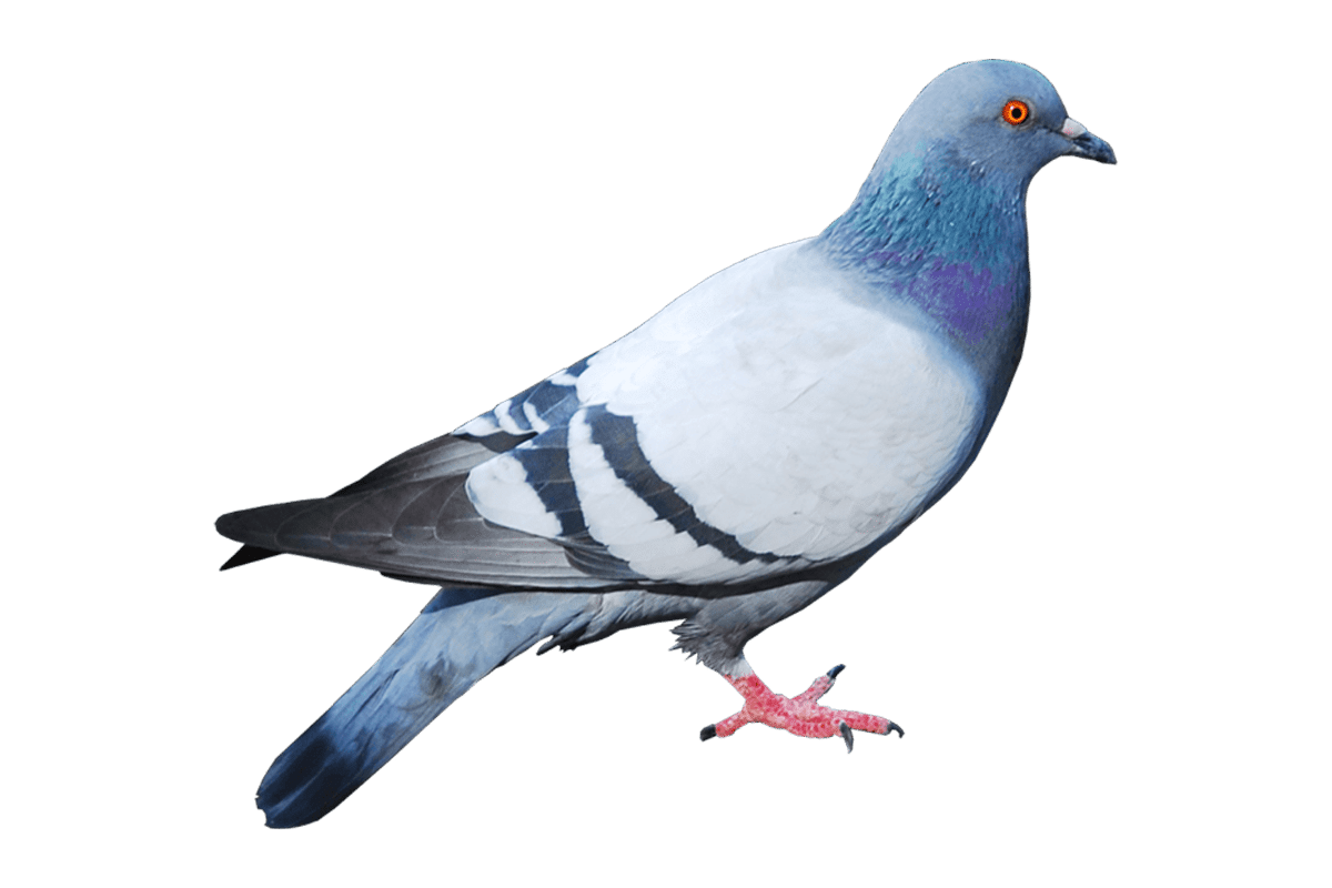 Pigeon La Camda def