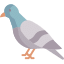 pigeon 1