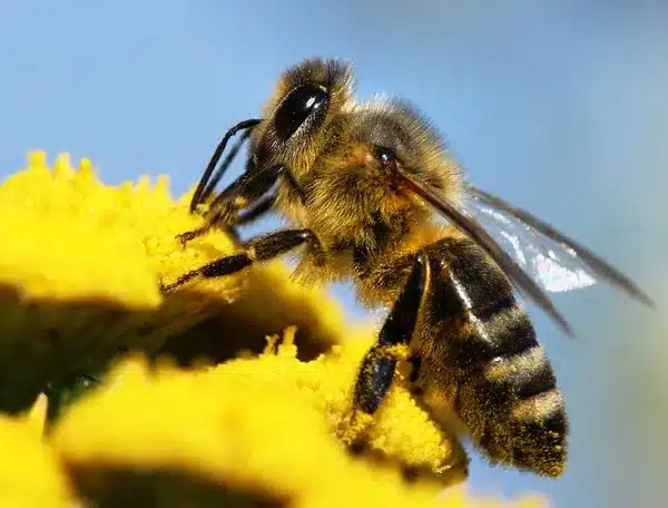 Abeille
