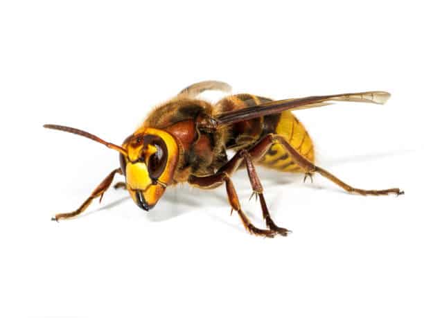 Frelon européen